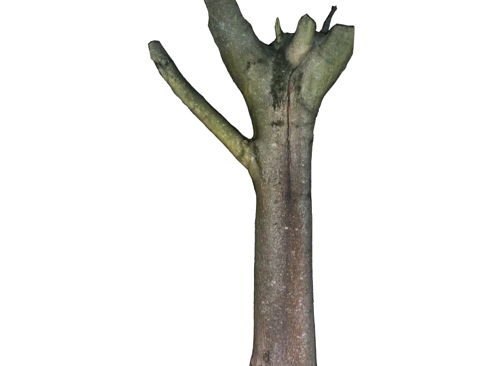 A textured 3D reconstruction of a forked tree trunk isolated against a transparent background.